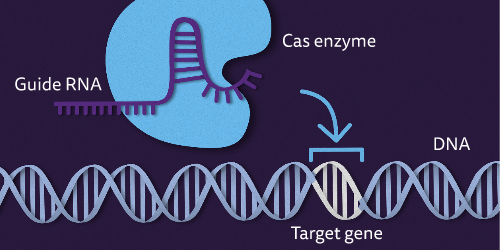 Guide RNA-locating gene illustration in  CRISPR/Cas process
