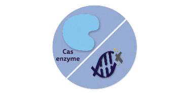 Cas enzyme cutting DNA illustration