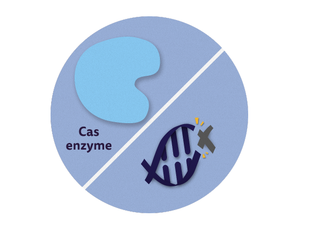 Cas enzyme cutting DNA illustration