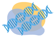 Two DNA strands representing a complex disorder
