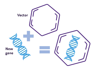 Illustration showing a new gene being  packaged inside of a vector